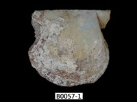 藏品(臺灣鶯蛤)的圖片